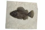 Beautiful Fossil Fish (Priscacara) - Positive/Negative #233892-1
